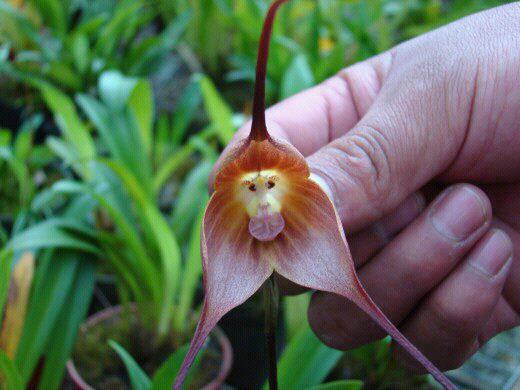 Monkey Orchid